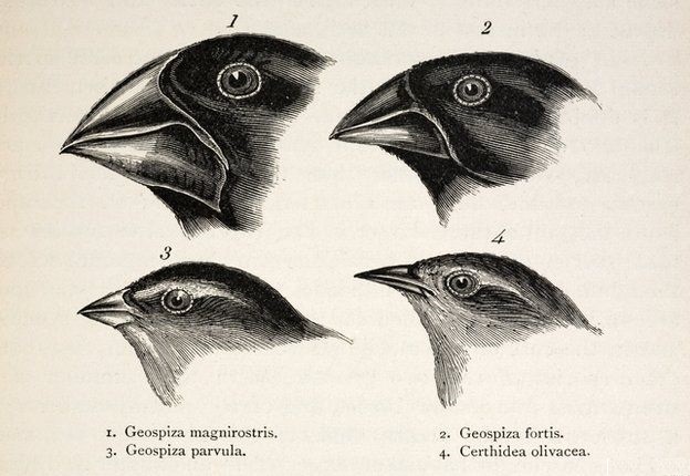 On The Evolution Of Darwin's Finches - NaturPhilosophie